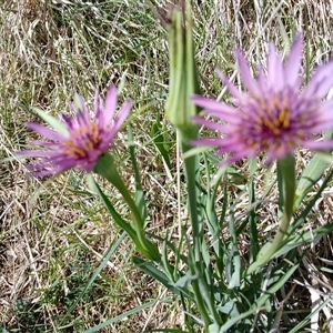 Tragopogon porrifolius subsp. porrifolius at Cooma, NSW - 25 Oct 2024