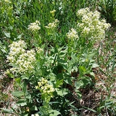 Unidentified Other Wildflower or Herb at Cooma, NSW - 25 Oct 2024 by mahargiani