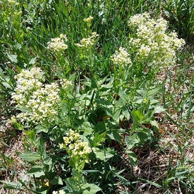 Unverified Other Wildflower or Herb at Cooma, NSW - 25 Oct 2024 by mahargiani