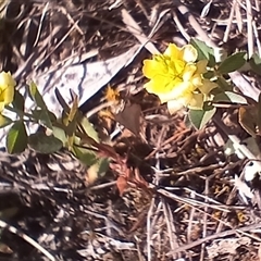 Trifolium campestre (Hop Clover) at Cooma, NSW - 25 Oct 2024 by mahargiani
