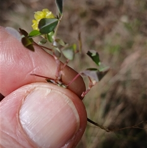 Trifolium campestre at Cooma, NSW - 25 Oct 2024