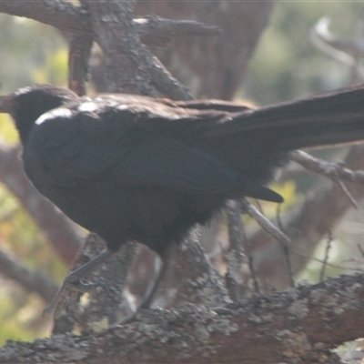 Corcorax melanorhamphos (White-winged Chough) at Cooma, NSW - 25 Oct 2024 by mahargiani