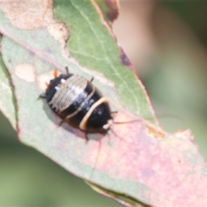 Ellipsidion australe at Latham, ACT - 24 Oct 2024