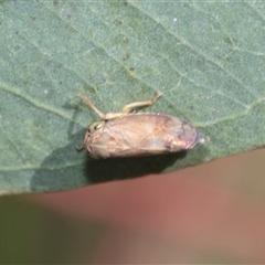 Brunotartessus fulvus (Yellow-headed Leafhopper) at Latham, ACT - 23 Oct 2024 by AlisonMilton