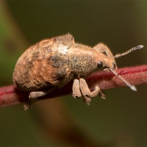 Gonipterus scutellatus at Latham, ACT - 24 Oct 2024