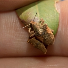 Gonipterus scutellatus at Latham, ACT - 24 Oct 2024