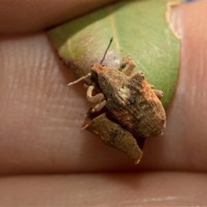 Gonipterus scutellatus at Latham, ACT - 24 Oct 2024