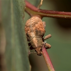 Gonipterus scutellatus at Latham, ACT - 24 Oct 2024