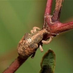 Gonipterus scutellatus at Latham, ACT - 24 Oct 2024