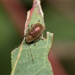 Edusella lineata (Leaf beetle) at Latham, ACT - 23 Oct 2024 by AlisonMilton