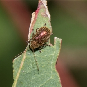 Edusella lineata at Latham, ACT - 24 Oct 2024