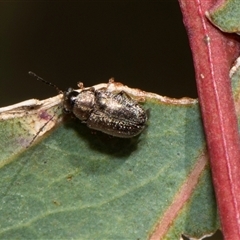 Edusella sp. (genus) at Latham, ACT - 24 Oct 2024 by AlisonMilton