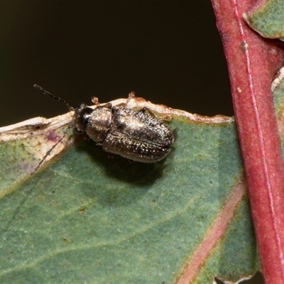 Edusella sp. (genus) at Latham, ACT - 23 Oct 2024 by AlisonMilton