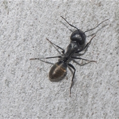 Camponotus aeneopilosus (A Golden-tailed sugar ant) at Latham, ACT - 24 Oct 2024 by AlisonMilton