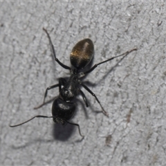 Camponotus aeneopilosus at Latham, ACT - 24 Oct 2024 10:51 AM