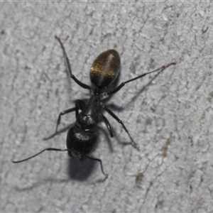 Camponotus aeneopilosus at Latham, ACT - 24 Oct 2024 10:51 AM