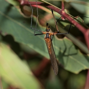 Harpobittacus australis at Latham, ACT - 24 Oct 2024