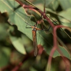 Harpobittacus australis at Latham, ACT - 24 Oct 2024 10:37 AM