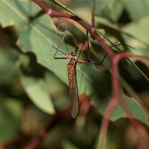 Harpobittacus australis at Latham, ACT - 24 Oct 2024