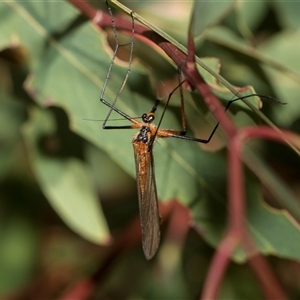 Harpobittacus australis at Latham, ACT - 24 Oct 2024