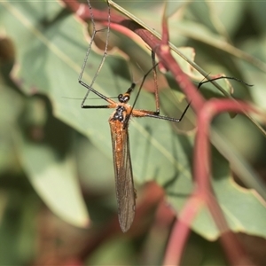 Harpobittacus australis at Latham, ACT - 24 Oct 2024 10:37 AM