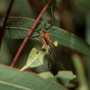 Harpobittacus australis at Latham, ACT - 24 Oct 2024