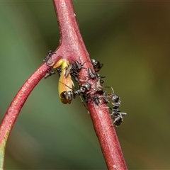 Iridomyrmex sp. (genus) (Ant) at Latham, ACT - 23 Oct 2024 by AlisonMilton