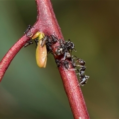 Iridomyrmex sp. (genus) at Latham, ACT - 24 Oct 2024