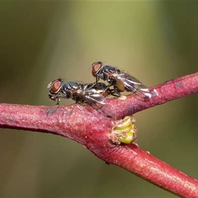 Platystomatidae (family) at Latham, ACT - 24 Oct 2024 by AlisonMilton