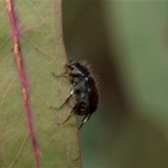 Heteronyx sp. (genus) (Scarab beetle) at Latham, ACT - 23 Oct 2024 by AlisonMilton