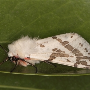 Ardices canescens at Melba, ACT - 22 Oct 2024 10:16 PM