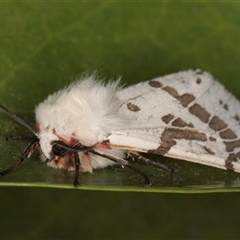 Ardices canescens at Melba, ACT - 22 Oct 2024 10:16 PM