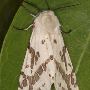 Ardices canescens at Melba, ACT - 22 Oct 2024 10:16 PM