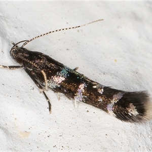 Stagmatophora argyrostrepta at Melba, ACT - 22 Oct 2024