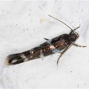 Stagmatophora argyrostrepta at Melba, ACT - 22 Oct 2024