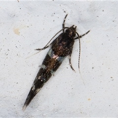 Stagmatophora argyrostrepta at Melba, ACT - 22 Oct 2024