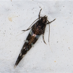 Stagmatophora argyrostrepta at Melba, ACT - 22 Oct 2024