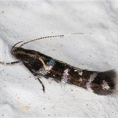 Stagmatophora argyrostrepta at Melba, ACT - 22 Oct 2024