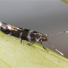 Stagmatophora argyrostrepta at Melba, ACT - 22 Oct 2024