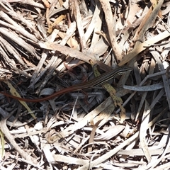 Ctenotus taeniolatus at Warrumbungle, NSW - 21 Oct 2024 by DavidDedenczuk