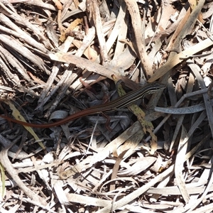 Ctenotus taeniolatus at Warrumbungle, NSW by DavidDedenczuk