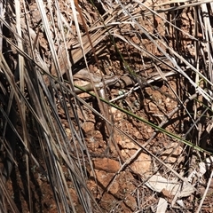 Demansia psammophis (Yellow-faced Whipsnake) at Warrumbungle, NSW - 21 Oct 2024 by DavidDedenczuk