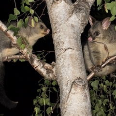 Trichosurus vulpecula (Common Brushtail Possum) at Melba, ACT - 22 Oct 2024 by kasiaaus