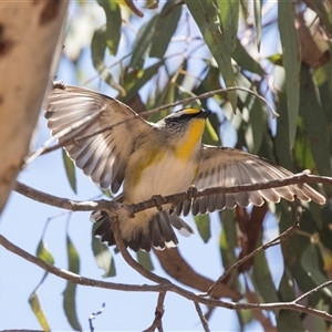 Pardalotus striatus at Bruce, ACT - 16 Oct 2024 11:17 AM