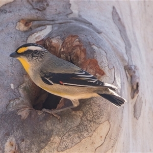 Pardalotus striatus at Bruce, ACT - 16 Oct 2024 11:17 AM