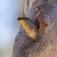 Pardalotus striatus at Bruce, ACT - 16 Oct 2024 11:17 AM