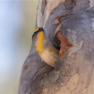 Pardalotus striatus at Bruce, ACT - 16 Oct 2024 11:17 AM