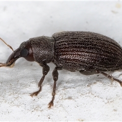 Unverified Weevil (Curculionoidea) at Melba, ACT - 22 Oct 2024 by kasiaaus