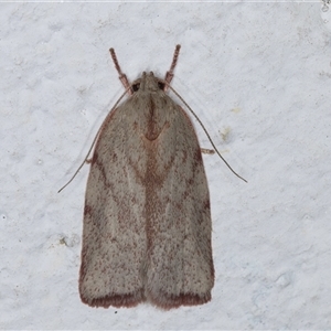 Euchaetis inceptella at Melba, ACT - 22 Oct 2024 10:27 PM