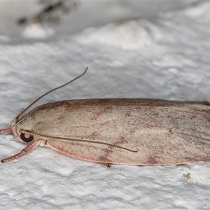 Euchaetis inceptella at Melba, ACT - 22 Oct 2024 10:27 PM